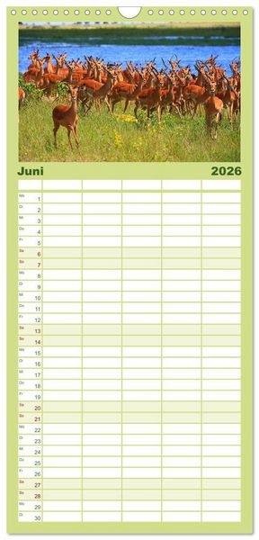 Produktbild: Familienplaner 2026 - Botswana- Pirschfahrt mit Garantie auf Wildlife mit 5 Spalten (Wandkalender, 21 x 45 cm) CALVENDO