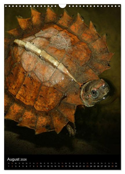 Produktbild: Auge in Auge mit coolen Typen - REPTILIEN (Wandkalender 2026 DIN A3 hoch), CALVENDO Monatskalender