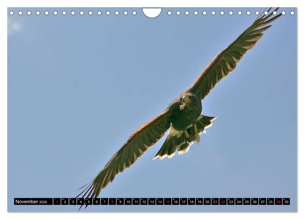 Produktbild: Faszination Greifv&ouml;gel Schnelle J&auml;ger (Wandkalender 2026 DIN A4 quer), CALVENDO Monatskalender