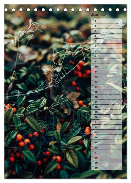 Produktbild: Kalender - Natur im Detail (Tischkalender 2026 DIN A5 hoch), CALVENDO Monatskalender