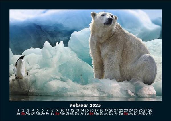 Produktbild: Pinguine & Eisb&auml;ren 2025 Fotokalender DIN A5