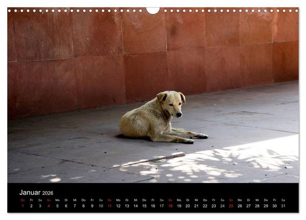 Produktbild: Stra&szlig;enhunde (Wandkalender 2026 DIN A3 quer), CALVENDO Monatskalender