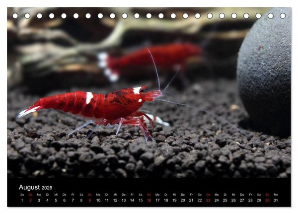 Produktbild: Zwerggarnelen - gepanzerte Juwelen im Aquarium (Tischkalender 2026 DIN A5 quer), CALVENDO Monatskalender