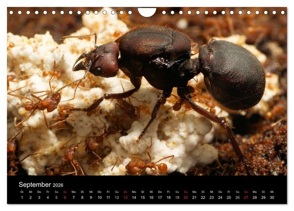 Produktbild: Atta sexdens - Blattschneiderameise (Wandkalender 2026 DIN A4 quer), CALVENDO Monatskalender