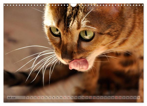 Produktbild: Liebe auf den ersten Katzenblick (Wandkalender 2026 DIN A3 quer), CALVENDO Monatskalender