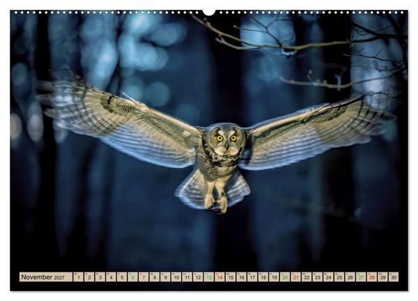 Produktbild: Eulen - furchtlos und elegant (hochwertiger Premium Wandkalender 2027 DIN A2 quer), Kunstdruck in Hochglanz