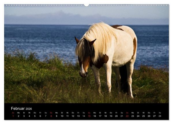 Produktbild: Islandpferde (Wandkalender 2026 DIN A2 quer), CALVENDO Monatskalender