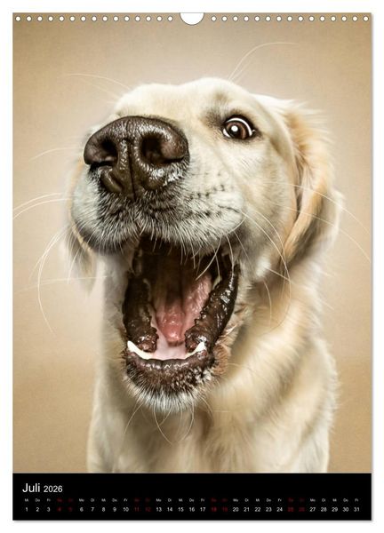 Produktbild: Funny Faces - Lustige Hundebilder (Wandkalender 2026 DIN A3 hoch), CALVENDO Monatskalender