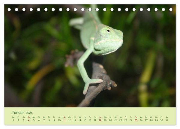 Produktbild: Augenblicke der Cham&auml;leons (Tischkalender 2026 DIN A5 quer), CALVENDO Monatskalender