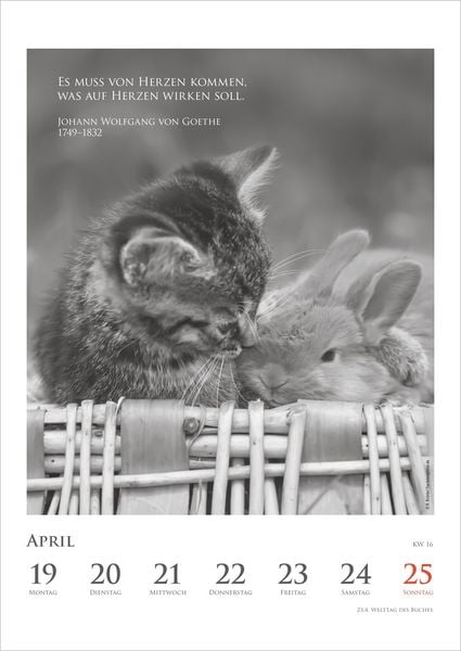 Produktbild: DUMONTS Katzenkalender 2027