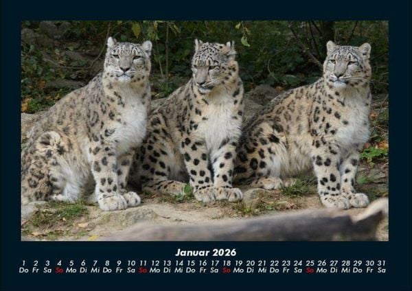 Produktbild: Welt der Tiere 2026 Fotokalender DIN A4