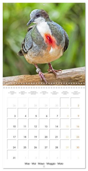 Produktbild: Doves: Gentle Beauty (Wall Calendar 2027 12 &times; 12 Inch) CALVENDO 12 Month Wall Calendar