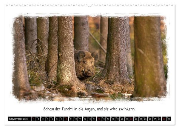 Produktbild: Tierisch witzig (hochwertiger Premium Wandkalender 2026 DIN A2 quer), Kunstdruck in Hochglanz