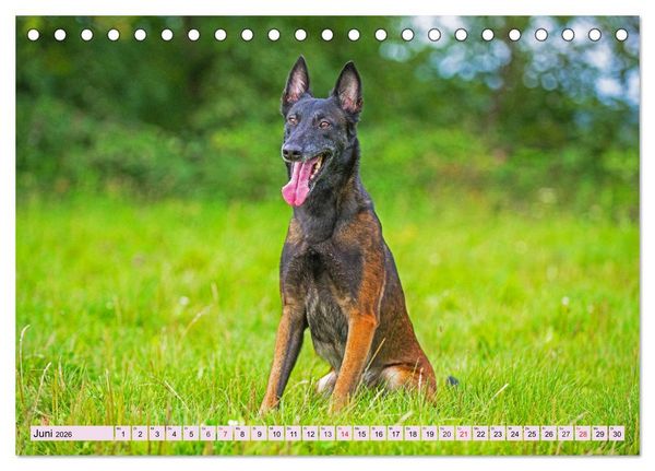Produktbild: Freund und Besch&uuml;tzer - Der Malinois (Tischkalender 2026 DIN A5 quer), CALVENDO Monatskalender