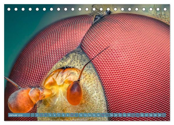 Produktbild: Extreme Makroaufnahmen - Insekten so nah wie nie (Tischkalender 2026 DIN A5 quer), CALVENDO Monatskalender