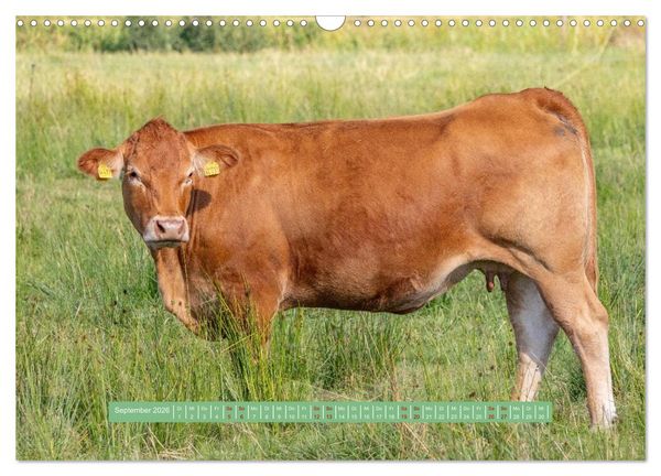 Produktbild: Wolfsburg - einfach tierisch (Wandkalender 2026 DIN A3 quer), CALVENDO Monatskalender