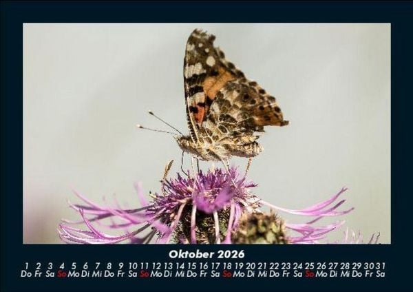 Produktbild: Bunte Pracht der Schmetterlinge 2026 Fotokalender DIN A5
