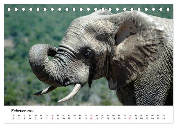 Produktbild: Afrikanische Elefanten in ADDO (Tischkalender 2026 DIN A5 quer), CALVENDO Monatskalender