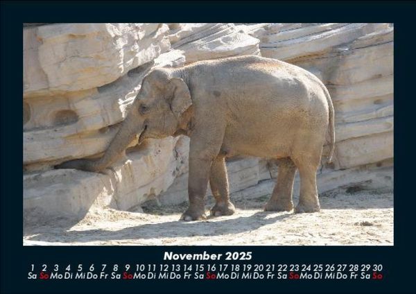Produktbild: Der Elefantenkalender 2025 Fotokalender DIN A5