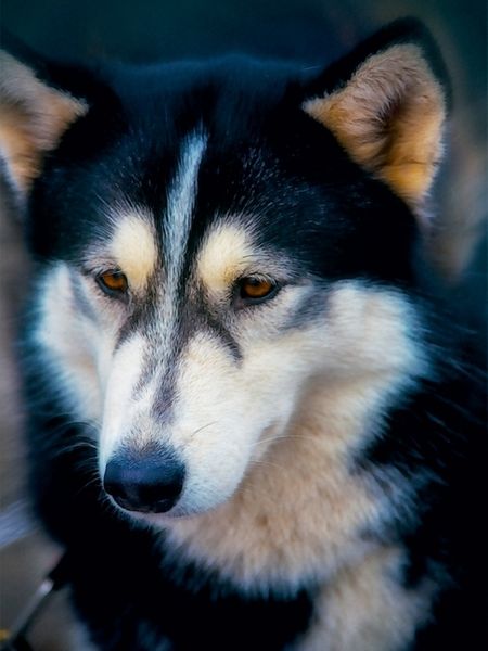 Produktbild: CALVENDO Puzzle Ein Motiv aus dem Kalender Huskies - Artwork | 1000 Teile Lege-Gr&ouml;&szlig;e 64x48cm Foto-Puzzle f&uuml;r gl&uuml;ckliche Stunden