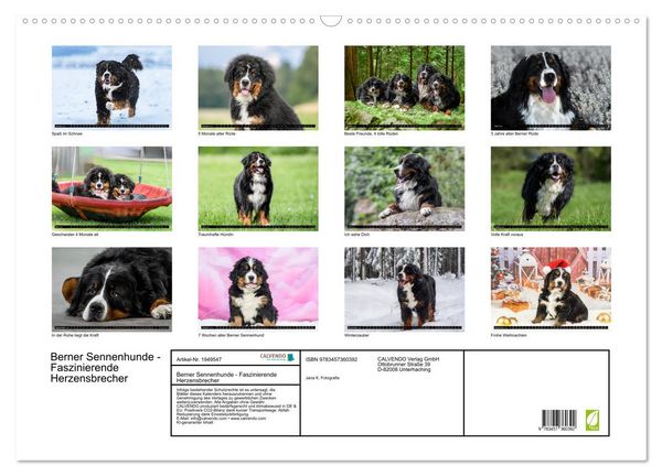 Produktbild: Berner Sennenhunde - Faszinierende Herzensbrecher (Wandkalender 2026 DIN A2 quer), CALVENDO Monatskalender