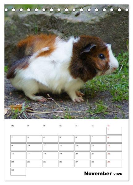 Produktbild: Meerschweinchen Terminplaner (Tischkalender 2026 DIN A5 hoch), CALVENDO Monatskalender