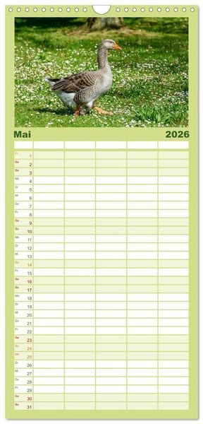 Produktbild: Familienplaner 2026 - Graug&auml;nse in heimischer Umgebung mit 5 Spalten (Wandkalender, 21 x 45 cm) CALVENDO