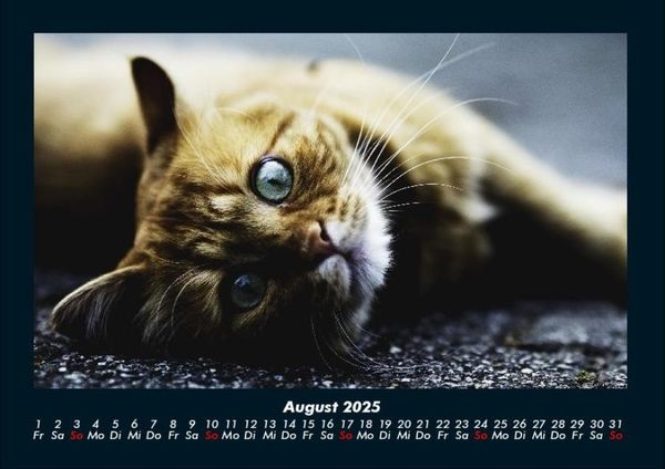 Produktbild: F&uuml;r Katzenfreunde 2025 Fotokalender DIN A4