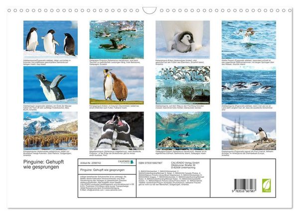 Produktbild: Pinguine: Gehupft wie gesprungen (Wandkalender 2026 DIN A3 quer), CALVENDO Monatskalender