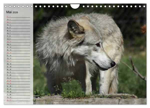 Produktbild: W&ouml;lfe. Graue Eminenzen (Wandkalender 2026 DIN A4 quer), CALVENDO Monatskalender