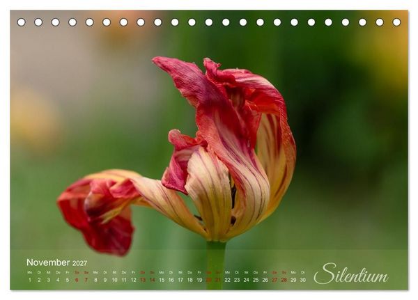 Produktbild: Tulipa et Verba &ndash; Tulpenbl&uuml;ten und stille W&ouml;rter (Tischkalender 2027 DIN A5 quer), CALVENDO Monatskalender