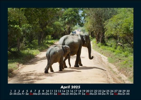 Produktbild: Der Elefantenkalender 2025 Fotokalender DIN A5