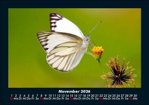 Produktbild: Bunte Pracht der Schmetterlinge 2026 Fotokalender DIN A5