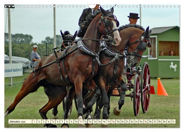 Produktbild: Four-in-hand Driving Challenge (Wall Calendar 2026 DIN A3 landscape), CALVENDO 12 Month Wall Calendar