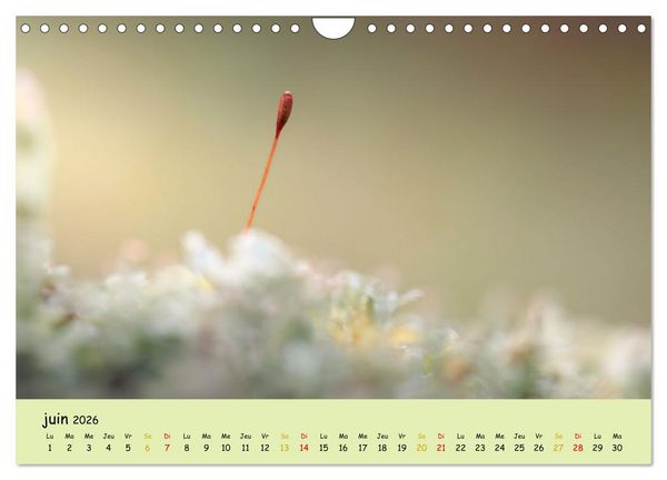 Produktbild: Le monde majestueux des mousses (Calendrier mural 2026 DIN A4 vertical), CALVENDO calendrier mensuel