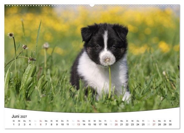 Produktbild: Welpen - Puppies (Wandkalender 2027 DIN A2 quer), CALVENDO Monatskalender