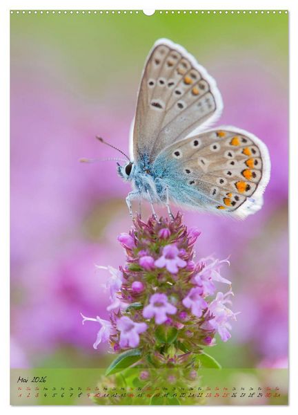 Produktbild: Kunterbuntes Gartenleben - Schmetterlinge in G&auml;rten und Parks (Wandkalender 2026 DIN A2 hoch), CALVENDO Monatskalender