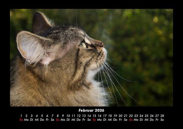 Produktbild: F&uuml;r Katzenfreunde 2026 Fotokalender DIN A3