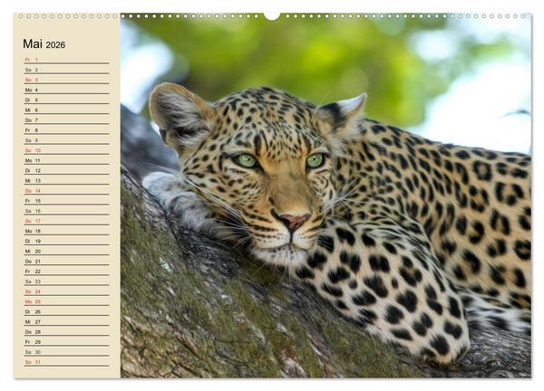 Produktbild: Die Lautlosen. Geparden und Leoparden (hochwertiger Premium Wandkalender 2026 DIN A2 quer), Kunstdruck in Hochglanz