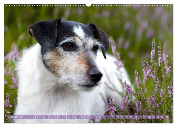 Produktbild: Faszination Terrier (hochwertiger Premium Wandkalender 2026 DIN A2 quer), Kunstdruck in Hochglanz