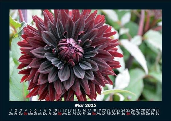 Produktbild: Blumentr&auml;ume 2025 Fotokalender DIN A5