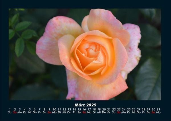 Produktbild: Rosentraum 2025 Fotokalender DIN A4