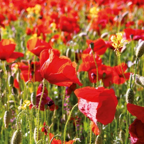 Produktbild: Blumen / Flowers 2027