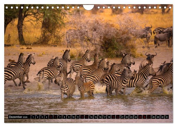 Produktbild: Tansania - Tierwanderung in der Serengeti (Wandkalender 2026 DIN A4 quer), CALVENDO Monatskalender