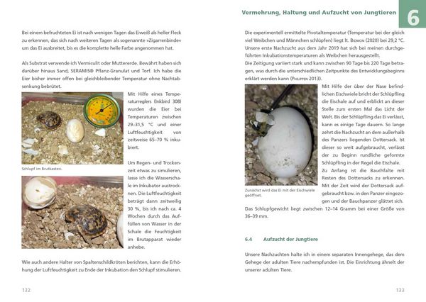 Produktbild: Spaltenschildkr&ouml;ten Malacochersus tornieri