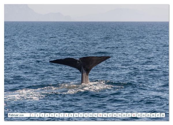 Produktbild: Lofoten Vester&aring;len (Wandkalender 2026 DIN A2 quer), CALVENDO Monatskalender