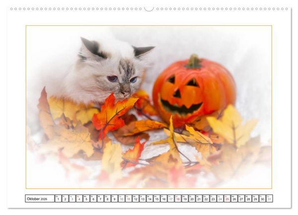 Produktbild: Katzen &ndash; Treue Begleiter (CH - Version) (hochwertiger Premium Wandkalender 2026 DIN A2 quer), Kunstdruck in Hochglanz