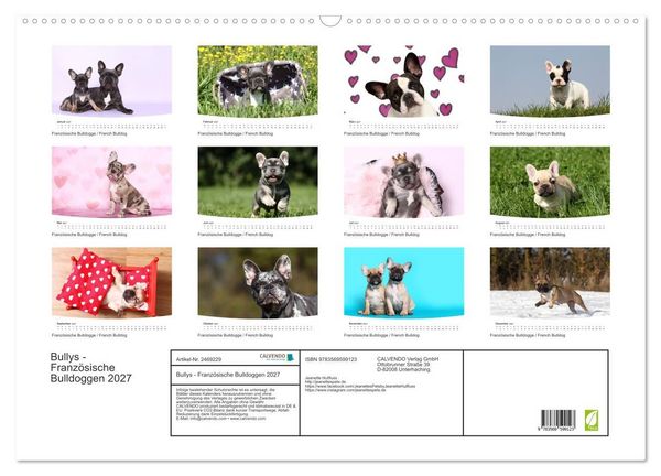 Produktbild: Bullys - Franz&ouml;sische Bulldoggen 2027 (Wandkalender 2027 DIN A2 quer), CALVENDO Monatskalender