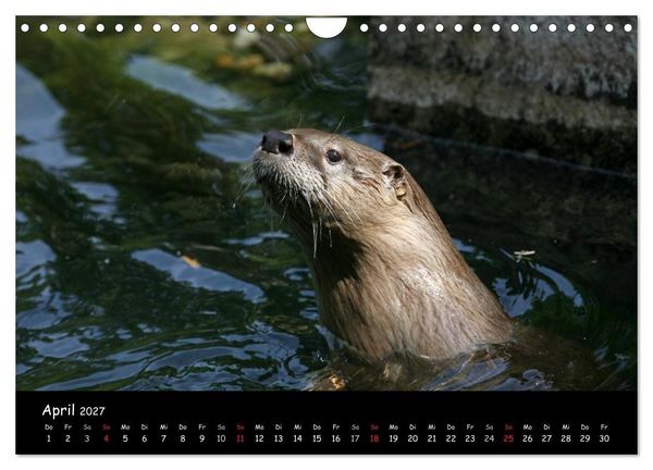Produktbild: Putzige Fischj&auml;ger (Wandkalender 2027 DIN A4 quer), CALVENDO Monatskalender