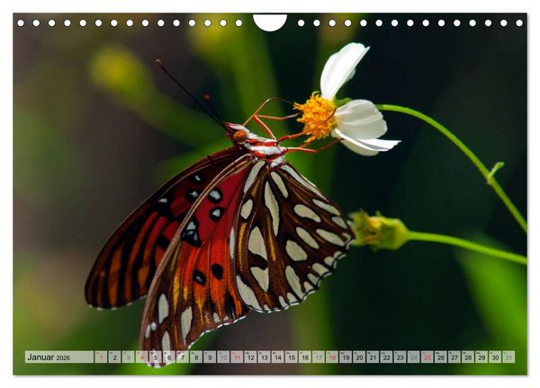 Produktbild: Schmetterlinge - zarte Gesch&ouml;pfe der Natur (Wandkalender 2026 DIN A4 quer), CALVENDO Monatskalender